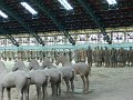 Terracotta Army (036)